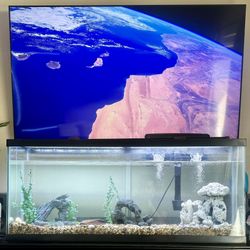 50 Gallon Fish Tank Tank Is 2 Months Old 