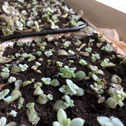 Succulents 