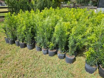 Podocarpus Instan Privacy Hedge