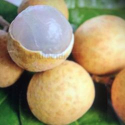 Sweet an juicy Longan  Grafted tree.3an1/2ft tall