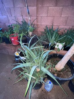 Just For Right Now Amazing Deals On Plants