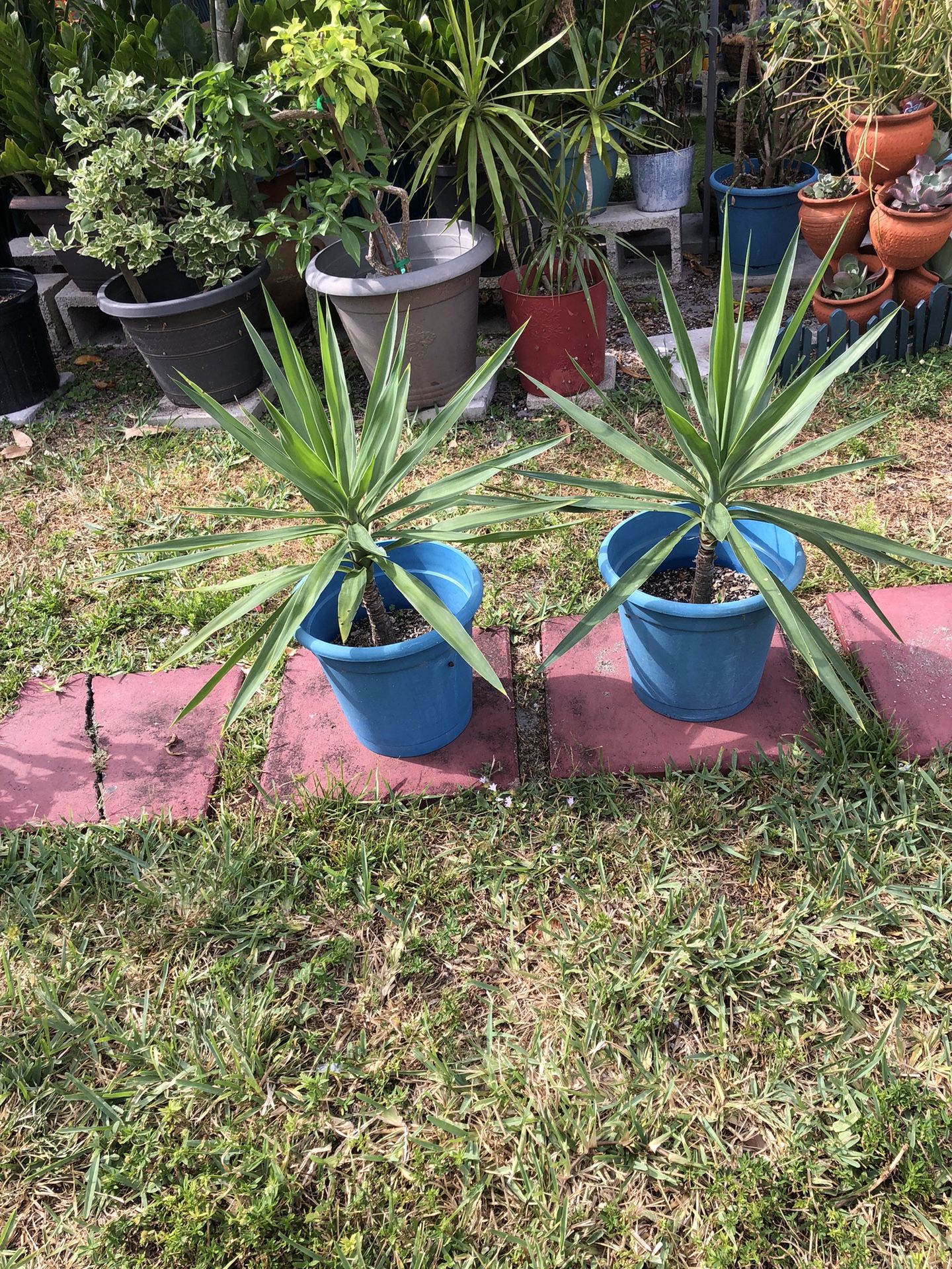 Yucca Plant 