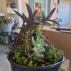 Succulents Plants