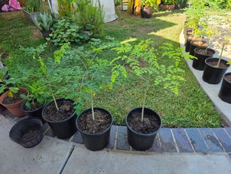 Organic Moringa (Malungay) 2ft, $20
