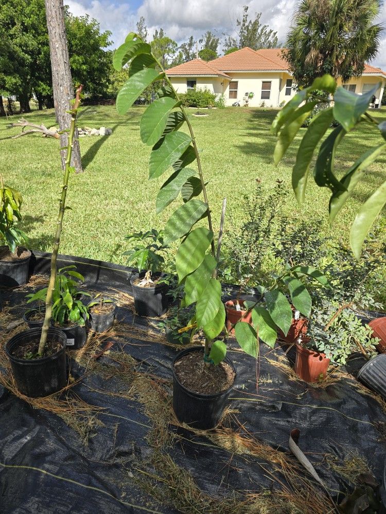 Geffner Atemoya 3 Gallon