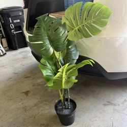 IKEA Plant