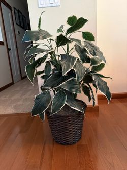Faux Variegated Peace Lily in Woven Basket Planter – Premium Artificial Plant