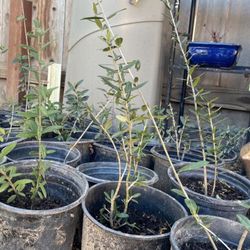 Olive Trees, 1 Foot Tall $10 Each