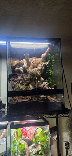 Exo Terra Chahoua Gecko Reptile Tank