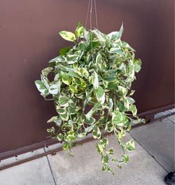 6” enjoy Pothos