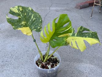 Monstera Deliciosa Electrolyte