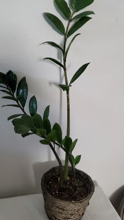 Zz plant in a pot