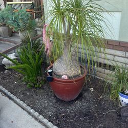 Pony Tail Palm In Pot