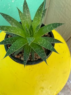 Beautiful succulent