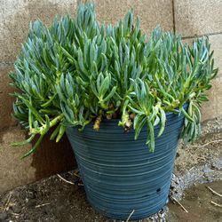 Big Succulent With Pot Included