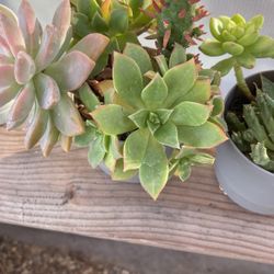 Succulents