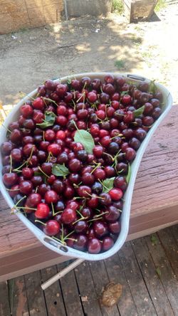 Fresh Cherry’s Every day