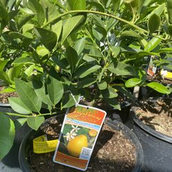 Fruit Trees 