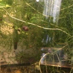 Guppie Grass