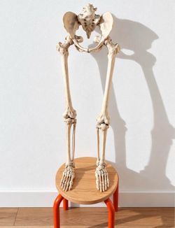 Decorative Halloween Skeleton Legs