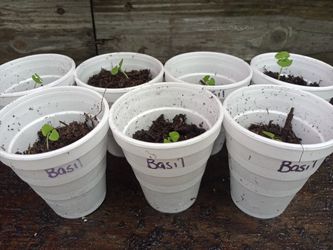 Basil seedlings $1 each