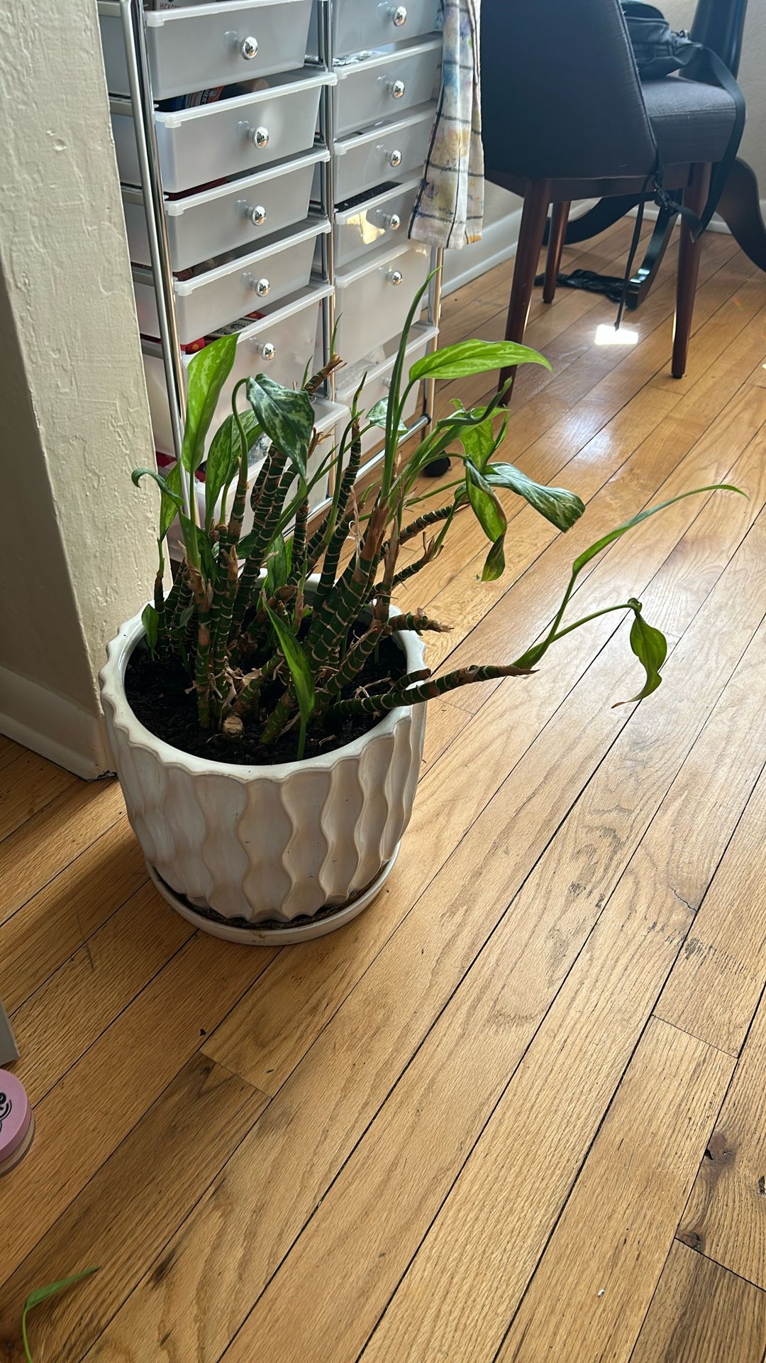 Chinese Evergreen Houseplant in Ceramic Pot – Easy Care