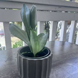 Snake Plant