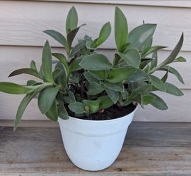 Tradescantia pale puma plant 🪴