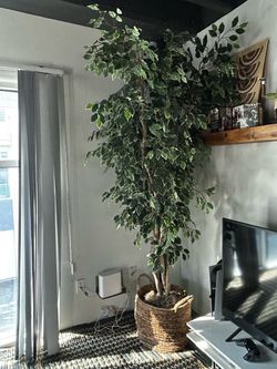 Large Artificial Ficus Tree + Woven Basket Planter