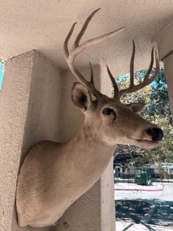 deer head