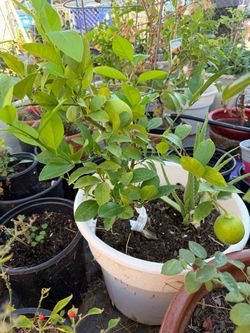 Meyer lemon