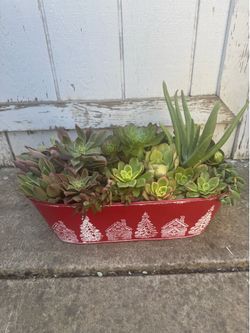 Large potted succulent tin