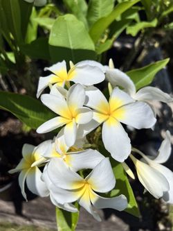 Beautiful Rooted 3yr Old PLUMERIAS💐