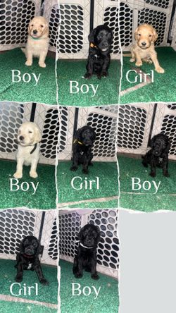 Goldendoodles