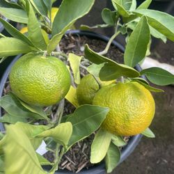 5 Gallon Size- Fruiting Age- Citrus Trees-