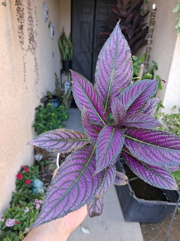 Persian Shield Plant $20