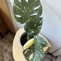 Monstera Thai constellation