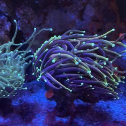 dragon soul torch corals reef tank saltwater lps