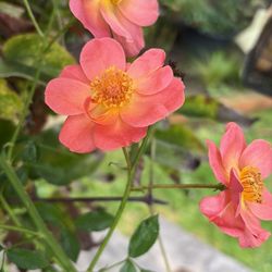 FREE Cralwing Rose