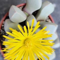 Blloming Lithop Sale On Sunday Skline Succulents 