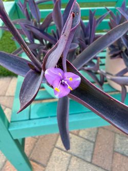 Purple Heart Tradescantia Pallida Plants