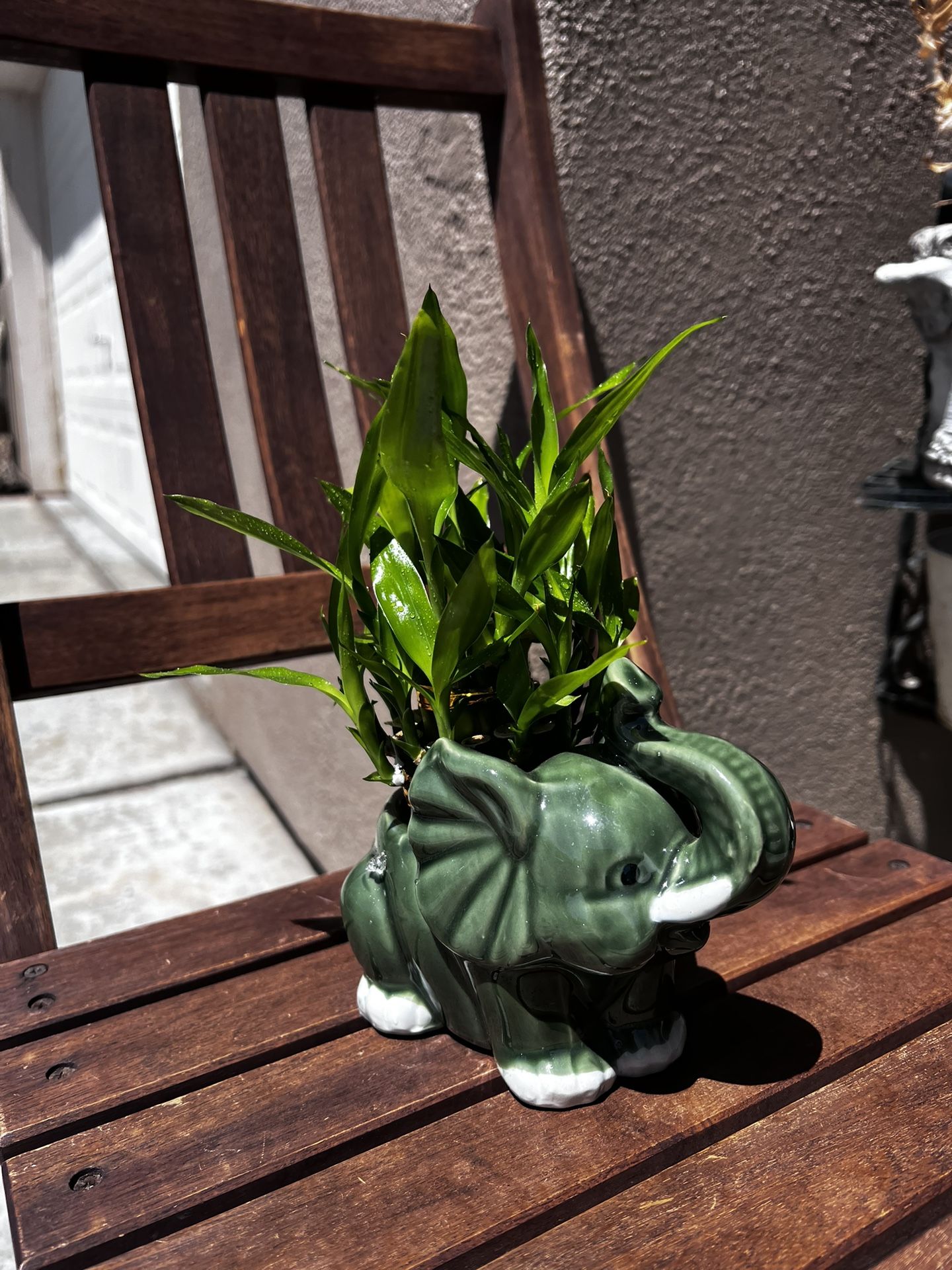 Bamboo Plant very Fresh sitting In A New Elephant Vase.