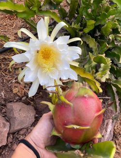 Dragon Fruit (Pitaya) Cuttings From mature fruit-producing plants