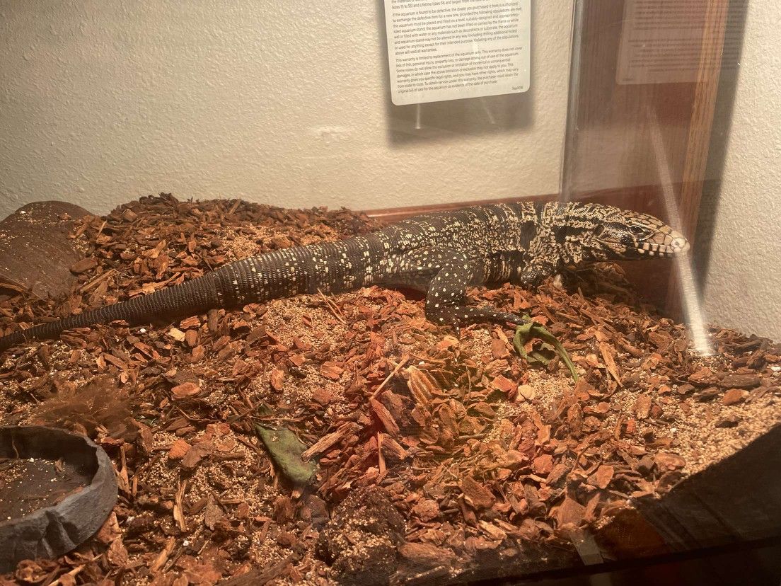 Argentine Black And White Tegu