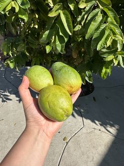 Organic guava