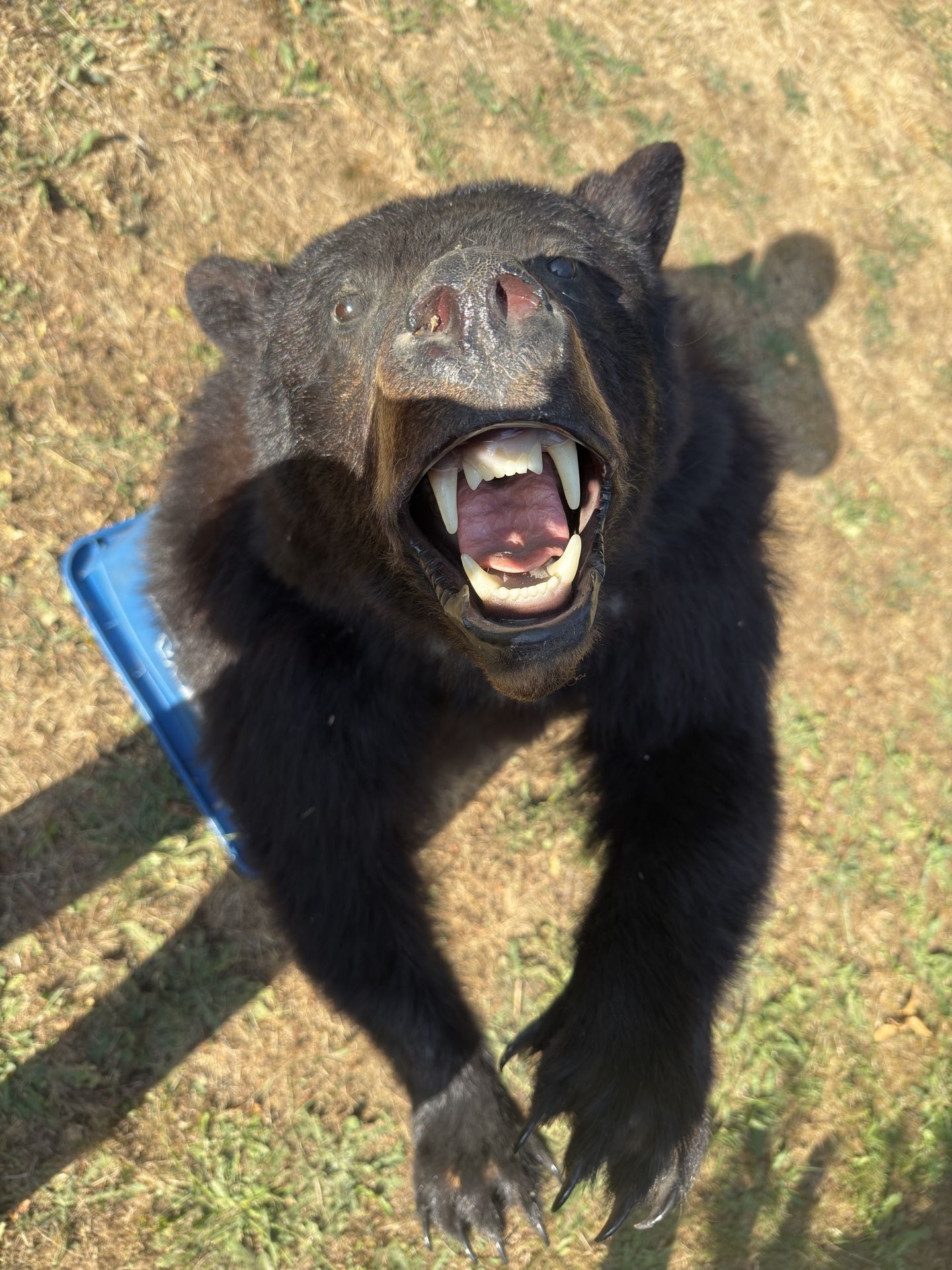 Bear Taxidermy