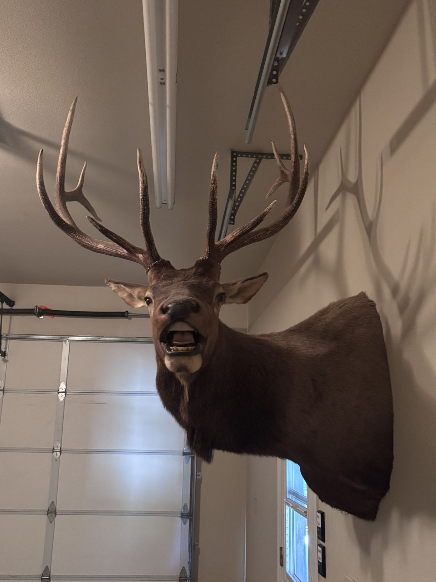 Elk  Head Mount