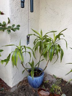 Large Multi-Cane Lemon Lime Dracaena in Blue Ceramic Planter