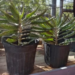 Kalahoche Plant Was $8. Reduced To $7.00in Donna Inside The City.