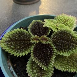 Pilea Moon Valley House Indoor Plant